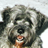 bea_portret.gif(22 kb)